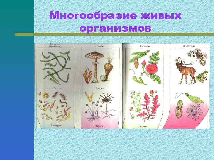 Многообразие живых организмов 