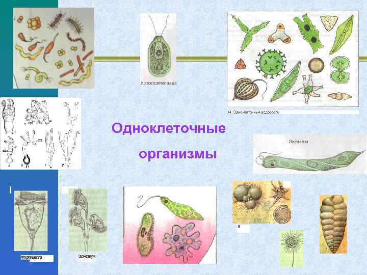 Одноклеточные организмы 