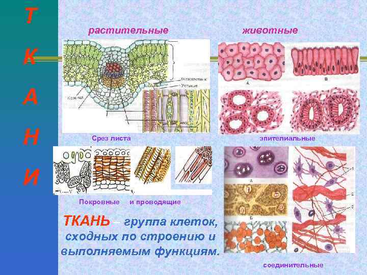 Т растительные животные К А Н Срез листа эпителиальные И Покровные и проводящие ТКАНЬ