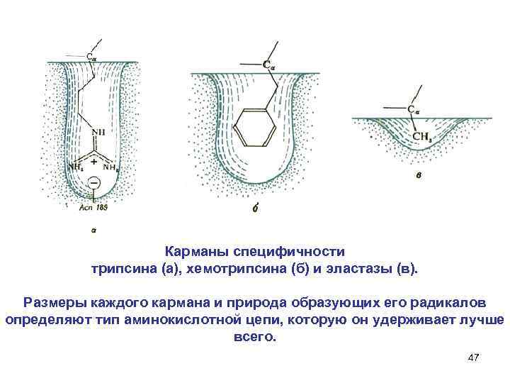 Карманы специфичности трипсина (а), хемотрипсина (б) и эластазы (в). Размеры каждого кармана и природа