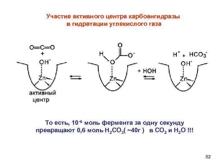 Участие активного центра карбоангидразы в гидратации углекислого газа То есть, 10 -6 моль фермента