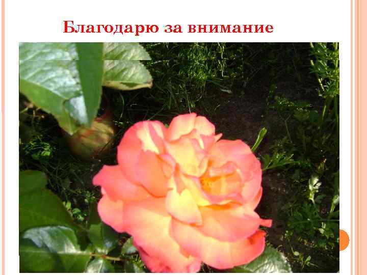 Благодарю за внимание 