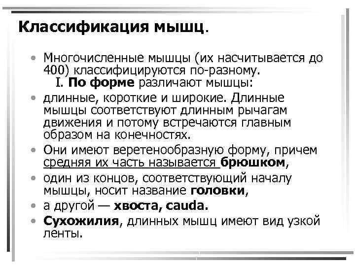 Классификация мышц. • Многочисленные мышцы (их насчитывается до 400) классифицируются по-разному. I. По форме