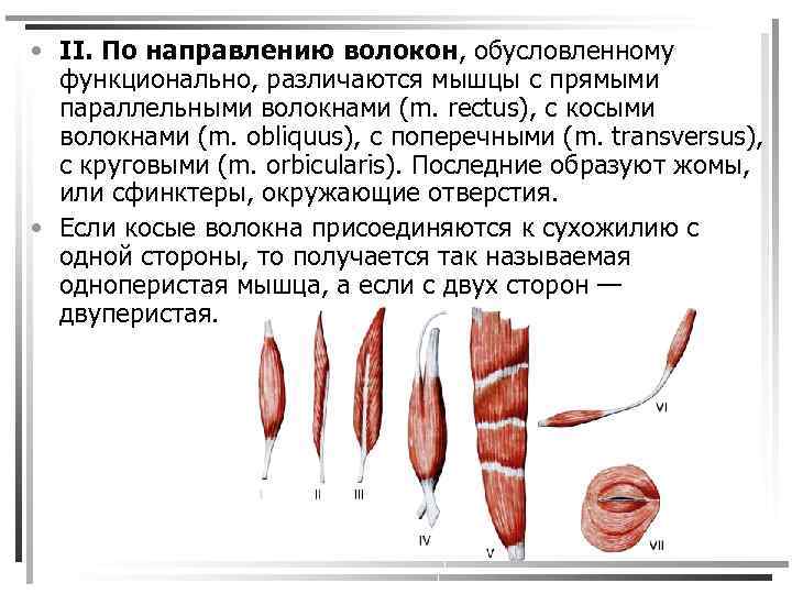  • II. По направлению волокон, обусловленному функционально, различаются мышцы с прямыми параллельными волокнами