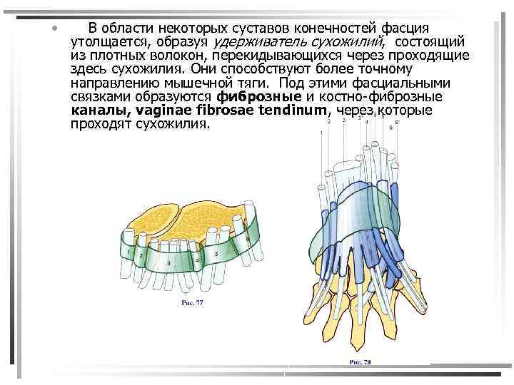  • В области некоторых суставов конечностей фасция утолщается, образуя удерживатель сухожилий, состоящий из