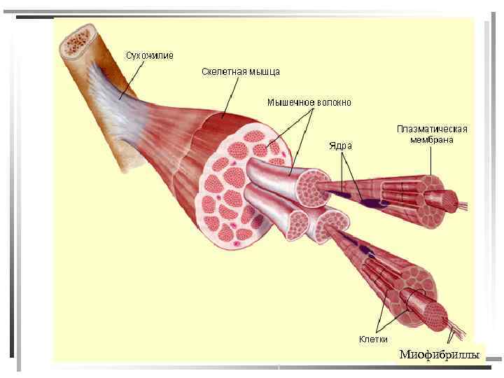 Миофибриллы 