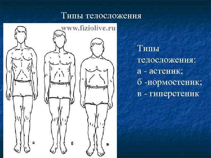 Типы телосложения: а - астеник; б -нормостеник; в - гиперстеник 