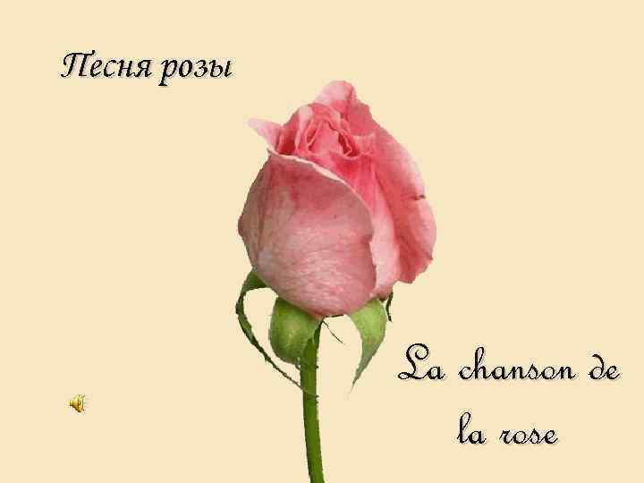 Песня розы La chanson de la rose 