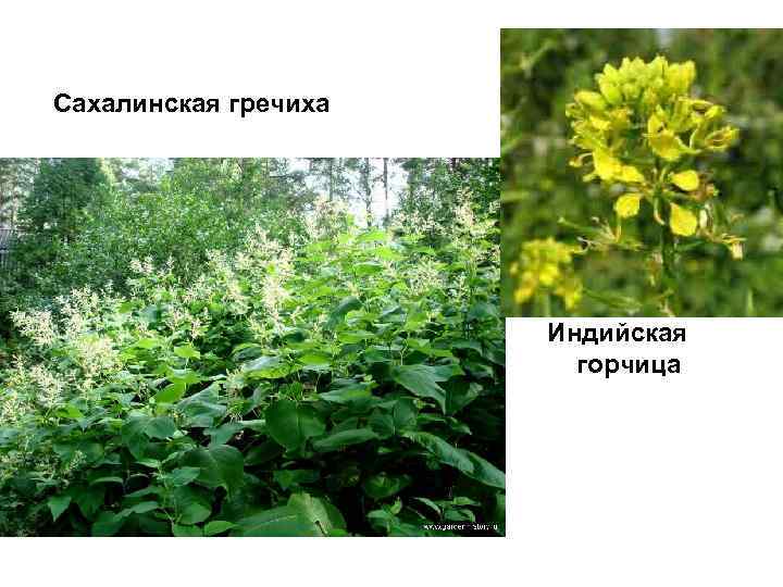 Сахалинская гречиха Индийская горчица 