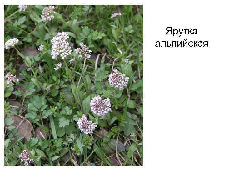 Ярутка альпийская 