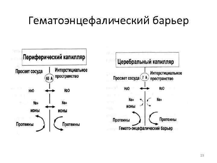 Схема гематоэнцефалического барьера