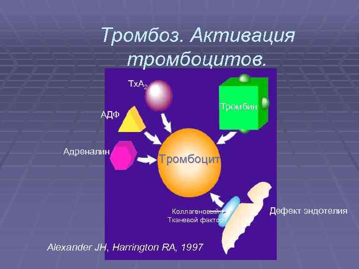 Тромбоз. Активация тромбоцитов. Tx. A 2 Тромбин АДФ Адреналин Тромбоцит Коллагеновый Тканевой фактор Alexander
