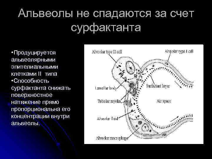 Альвеола ткань. Структура предотвращающая падение альвеолы. Альвеола физиология. Альвеолярный процесс. Альвеолы не спадаются за счет.