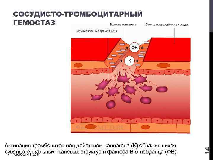Активация тромбоцитов под действием коллагена (К) обнажившихся субэндотелиальных тканевых структур и фактора Виллебранда (ФВ)