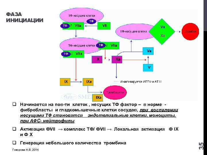 ФАЗА ИНИЦИАЦИИ q Начинается на пов-ти клеток , несущих ТФ фактор – в норме