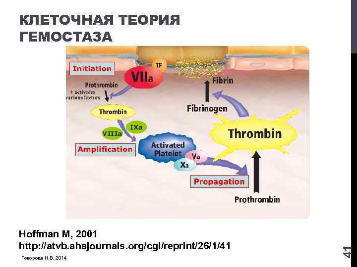 Hoffman M, 2001 http: //atvb. ahajournals. org/cgi/reprint/26/1/41 Говорова Н. В. 2014 41 КЛЕТОЧНАЯ ТЕОРИЯ