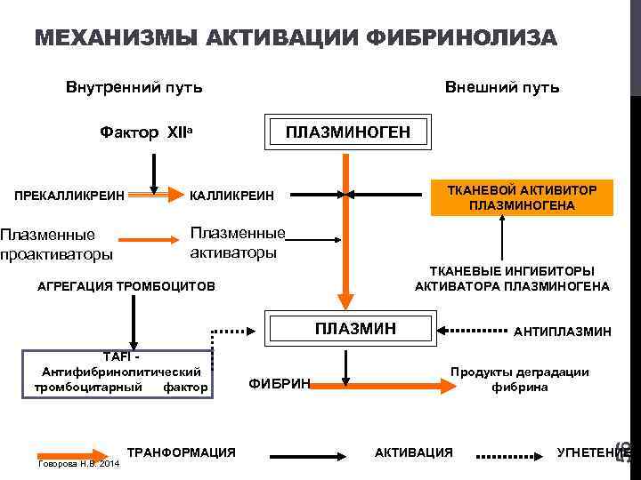 МЕХАНИЗМЫ АКТИВАЦИИ ФИБРИНОЛИЗА Внутренний путь Внешний путь Фактор XIIа Плазменные проактиваторы ТКАНЕВОЙ АКТИВИТОР ПЛАЗМИНОГЕНА