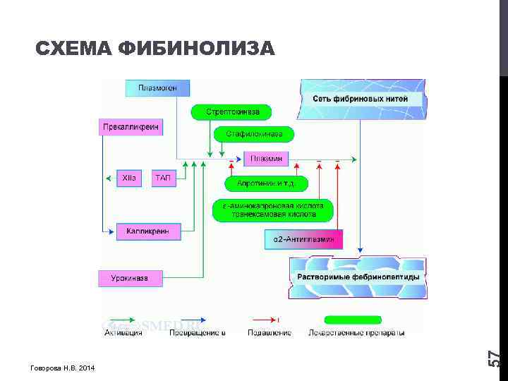 Говорова Н. В. 2014 57 СХЕМА ФИБИНОЛИЗА 