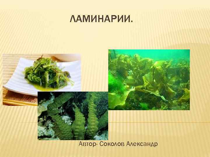 ЛАМИНАРИИ. Автор- Соколов Александр 