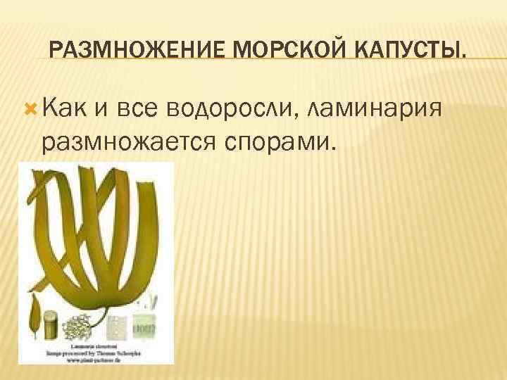 РАЗМНОЖЕНИЕ МОРСКОЙ КАПУСТЫ. Как и все водоросли, ламинария размножается спорами. 