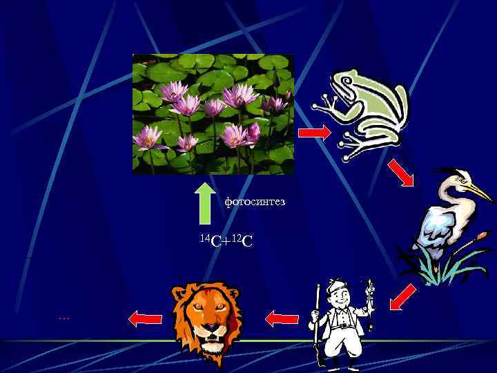 фотосинтез 14 С+12 С … 