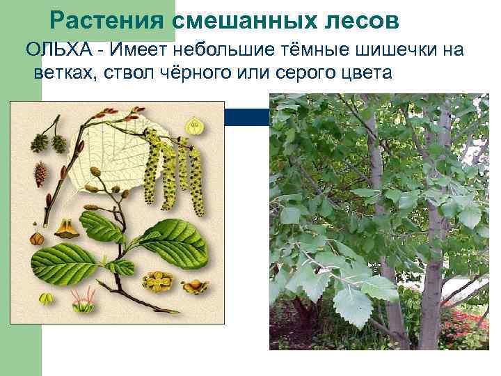 Растения смешанных лесов ОЛЬХА - Имеет небольшие тёмные шишечки на ветках, ствол чёрного или