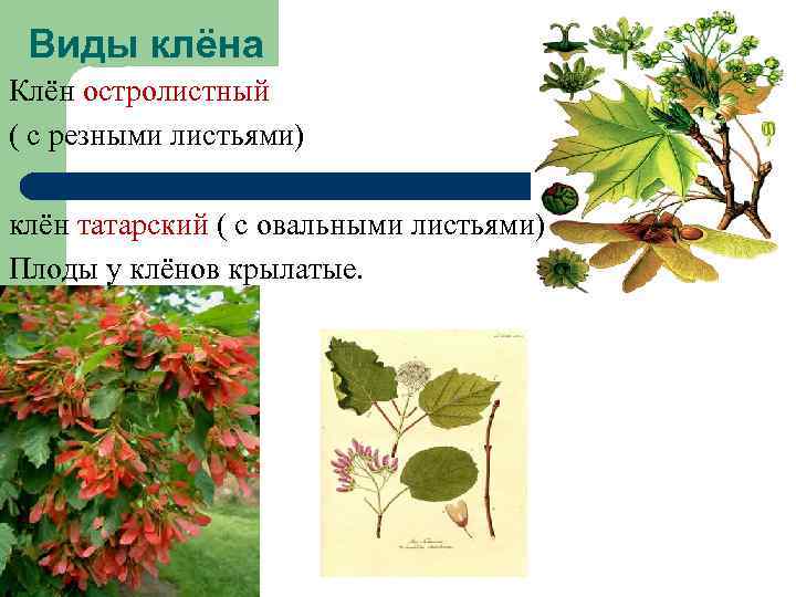 Виды клёна Клён остролистный ( с резными листьями) клён татарский ( с овальными листьями)