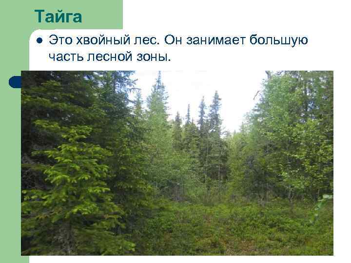 Тайга l Это хвойный лес. Он занимает большую часть лесной зоны. 