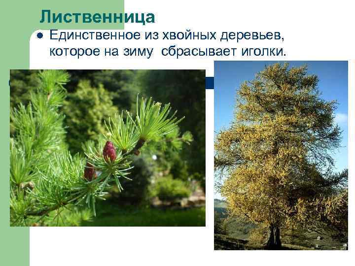 Лиственница l Единственное из хвойных деревьев, которое на зиму сбрасывает иголки. 