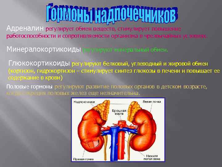 Адреналин регулирует обмен веществ, стимулирует повышение работоспособности и сопротивляемости организма в чрезвычайных условиях. Минералокортикоиды