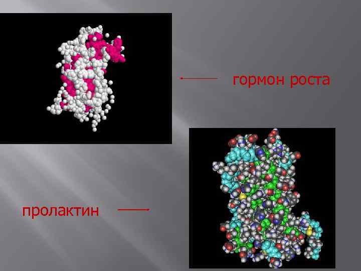 гормон роста пролактин 