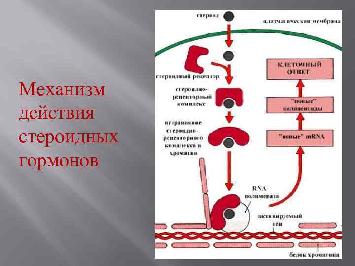 Механизм действия стероидных гормонов 