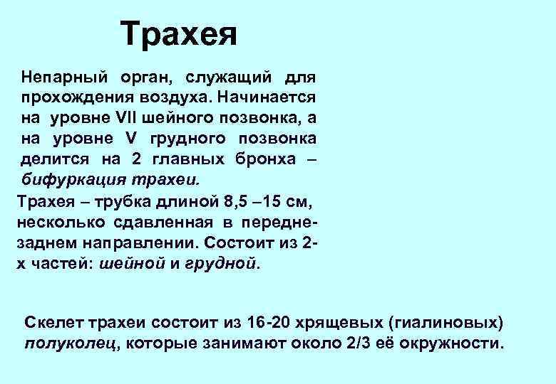 Трахея Непарный орган, служащий для прохождения воздуха. Начинается на уровне VII шейного позвонка, а