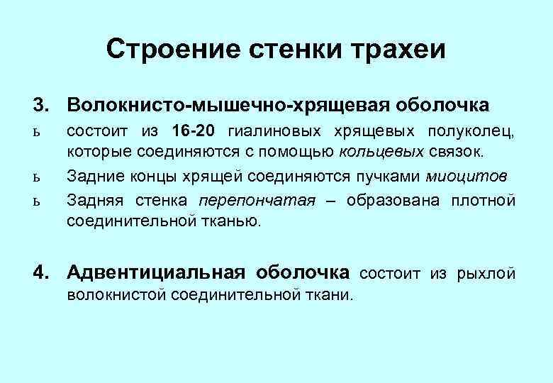 Строение стенки трахеи 3. Волокнисто-мышечно-хрящевая оболочка ь ь ь состоит из 16 -20 гиалиновых