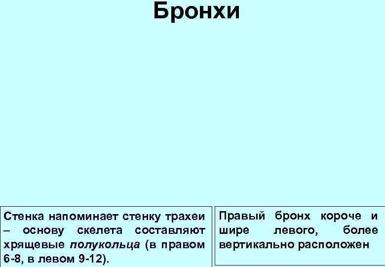 Бронхи Стенка напоминает стенку трахеи – основу скелета составляют хрящевые полукольца (в правом 6
