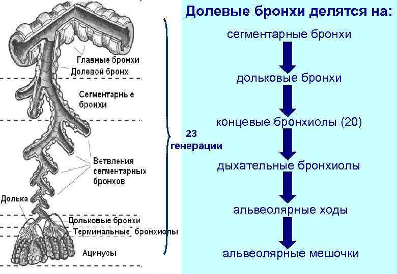 Долевые бронхи делятся на: сегментарные бронхи дольковые бронхи концевые бронхиолы (20) 23 генерации дыхательные