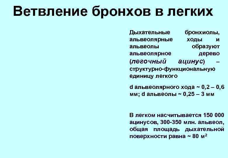 Ветвление бронхов в легких Дыхательные бронхиолы, альвеолярные ходы и альвеолы образуют альвеолярное дерево (легочный