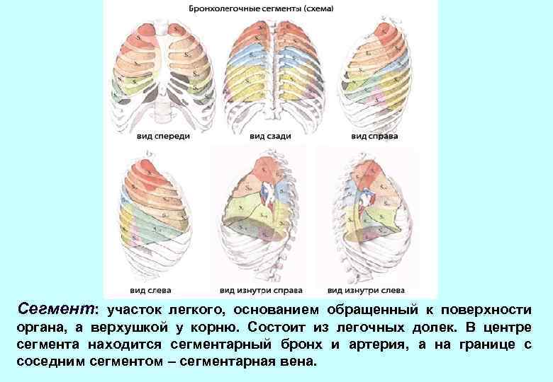 Сегмент: участок легкого, основанием обращенный к поверхности органа, а верхушкой у корню. Состоит из