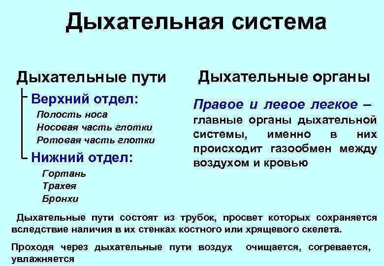 Дыхательная система Дыхательные пути Верхний отдел: Полость носа Носовая часть глотки Ротовая часть глотки