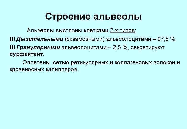 Строение альвеолы Альвеолы выстланы клетками 2 -х типов: Ш Дыхательными (сквамозными) альвеолоцитами – 97,