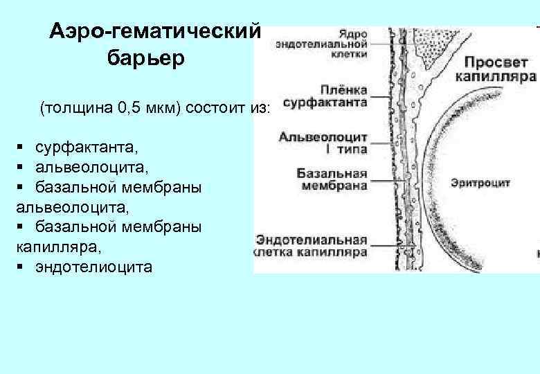 Аэро-гематический барьер (толщина 0, 5 мкм) состоит из: § сурфактанта, § альвеолоцита, § базальной