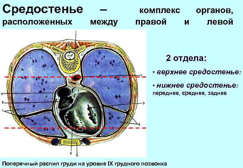 Средостенье расположенных – между комплекс органов, правой и левой плевральными полостями 2 отдела: •