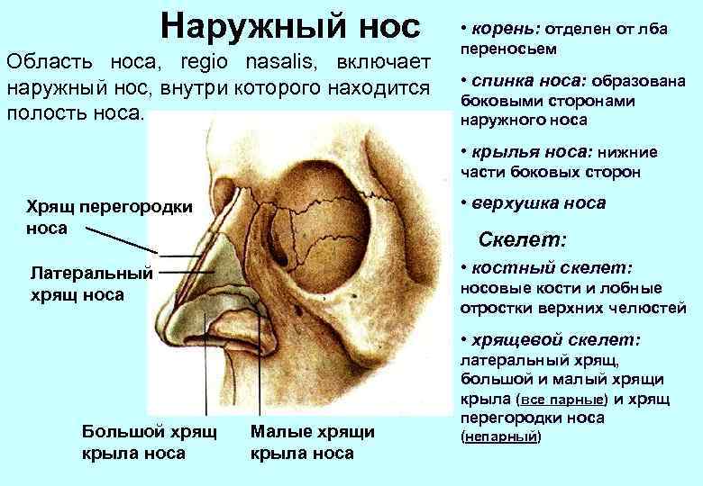 Наружный нос Область носа, regio nasalis, включает наружный нос, внутри которого находится полость носа.