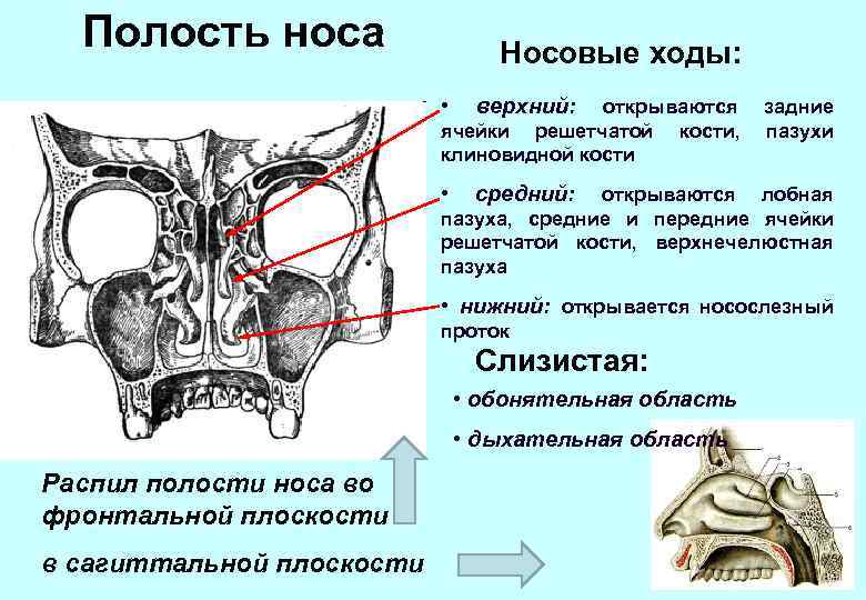 Полость носа Носовые ходы: • верхний: • средний: открываются ячейки решетчатой кости, клиновидной кости