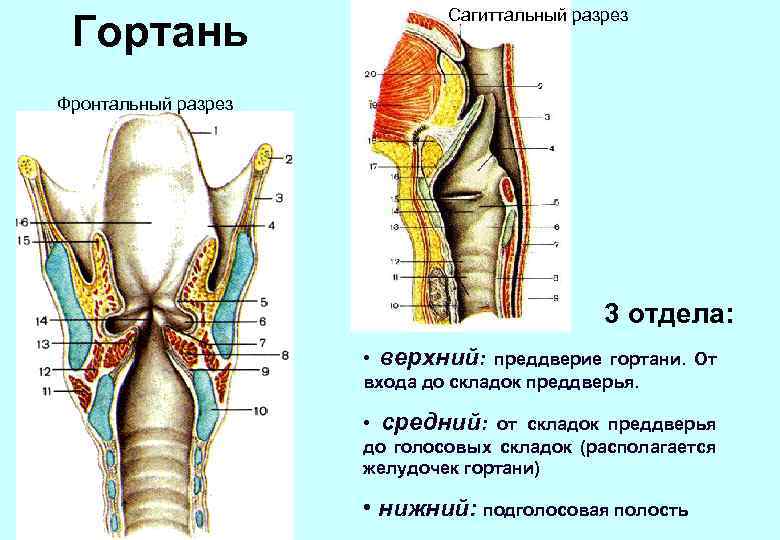 Гортань Сагиттальный разрез Фронтальный разрез 3 отдела: • верхний: преддверие гортани. От входа до