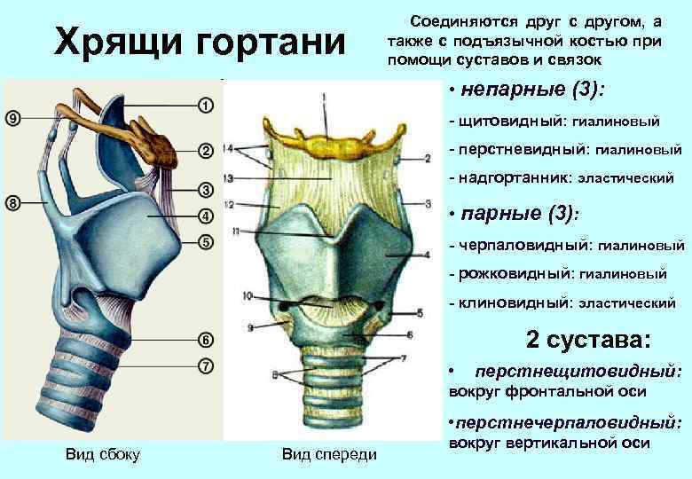 Хрящи гортани Соединяются друг с другом, а также с подъязычной костью при помощи суставов