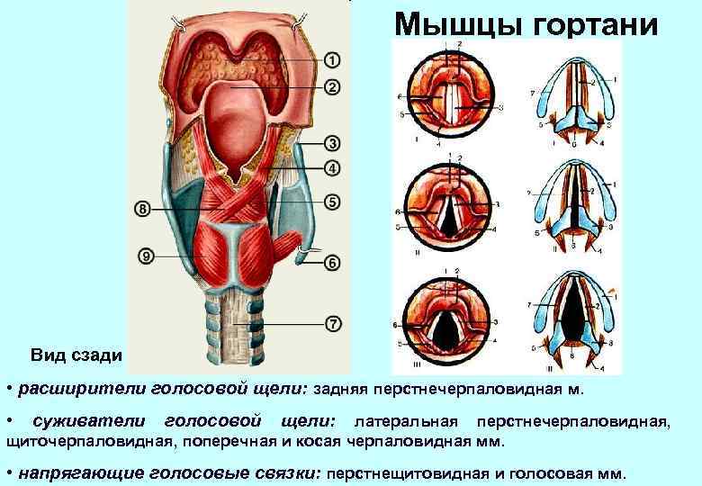 Мышцы гортани Вид сзади • расширители голосовой щели: задняя перстнечерпаловидная м. • суживатели голосовой