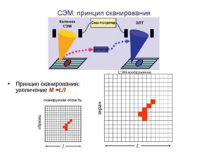 СЭМ: принцип сканирования • Принцип сканирования: увеличение M =L/l 