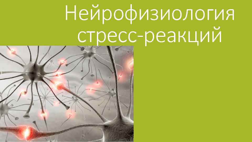Нейрофизиология стресс-реакций 