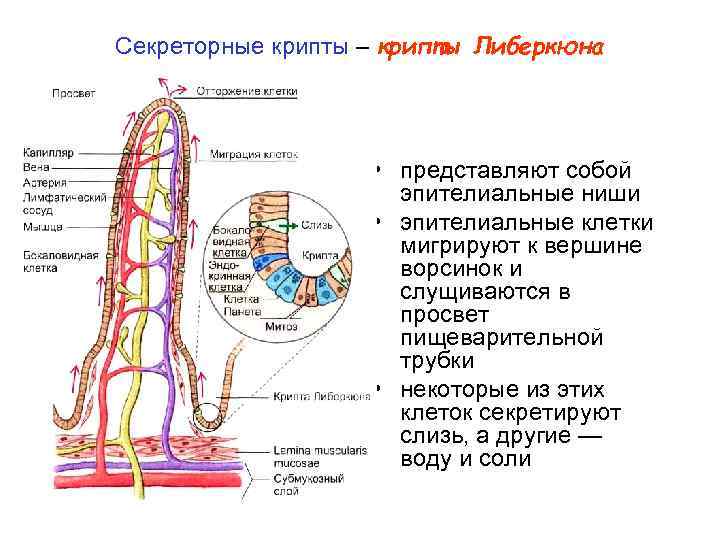 Секреторные крипты – крипты Либеркюна • представляют собой эпителиальные ниши • эпителиальные клетки мигрируют